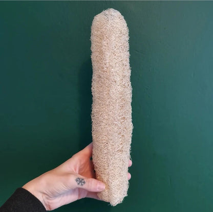 Loofah Sponge Seeds - Grow at home starter kit