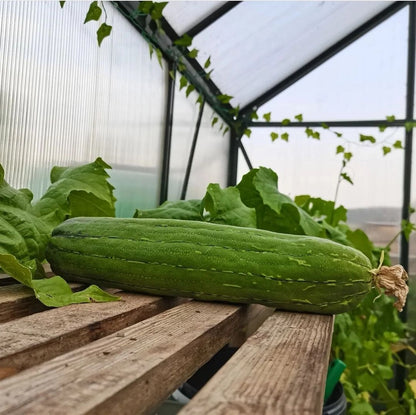 Loofah Sponge Seeds - Grow at home starter kit